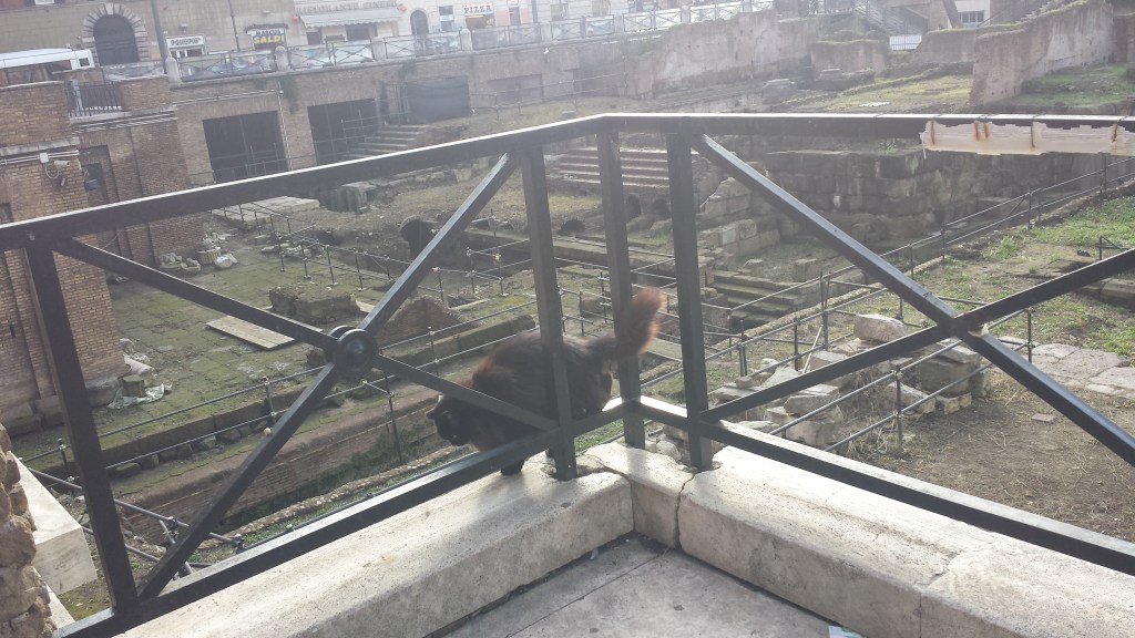 Julius Caesar reincarnated as this massive fluff ball.