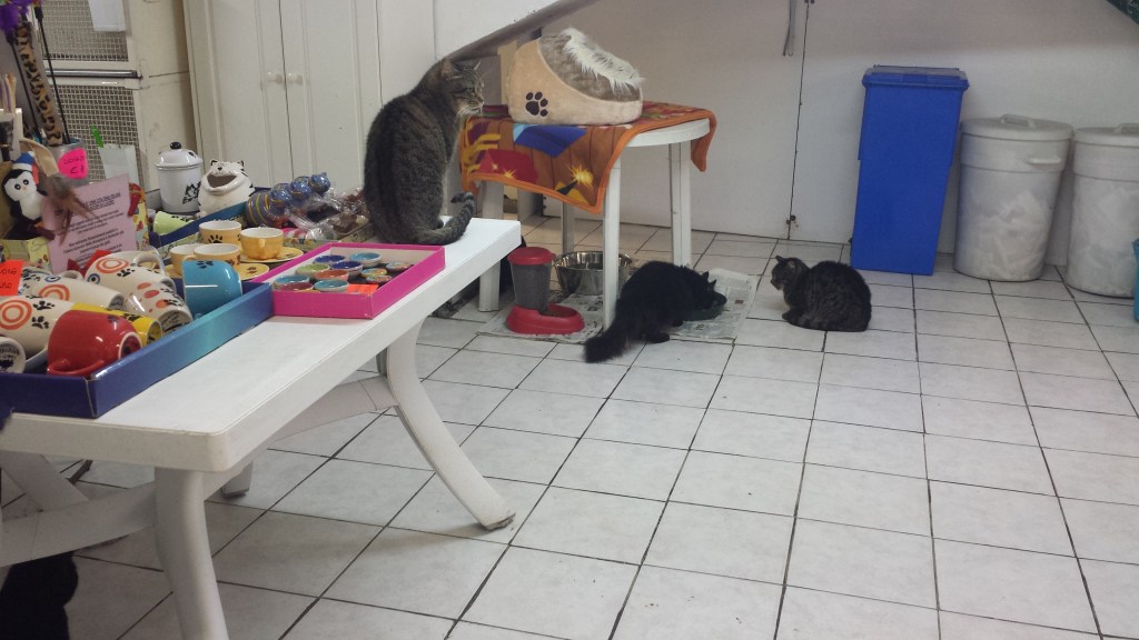 Inside the cat sanctuary.