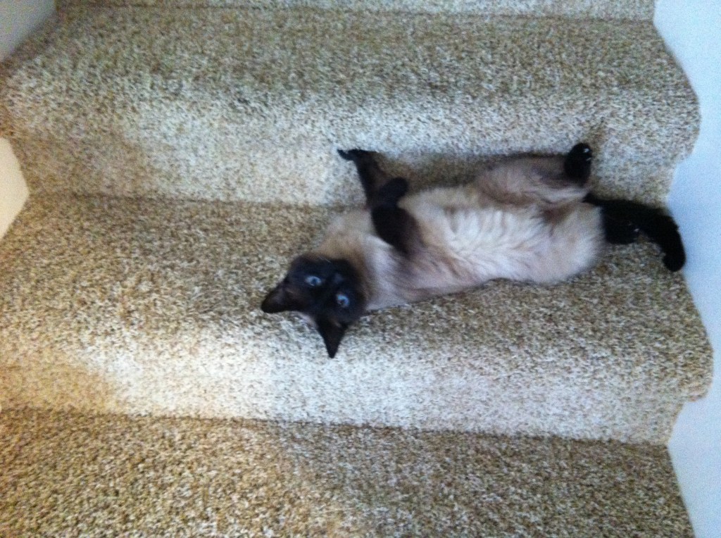 Happy National Cat&nbsp;Day!