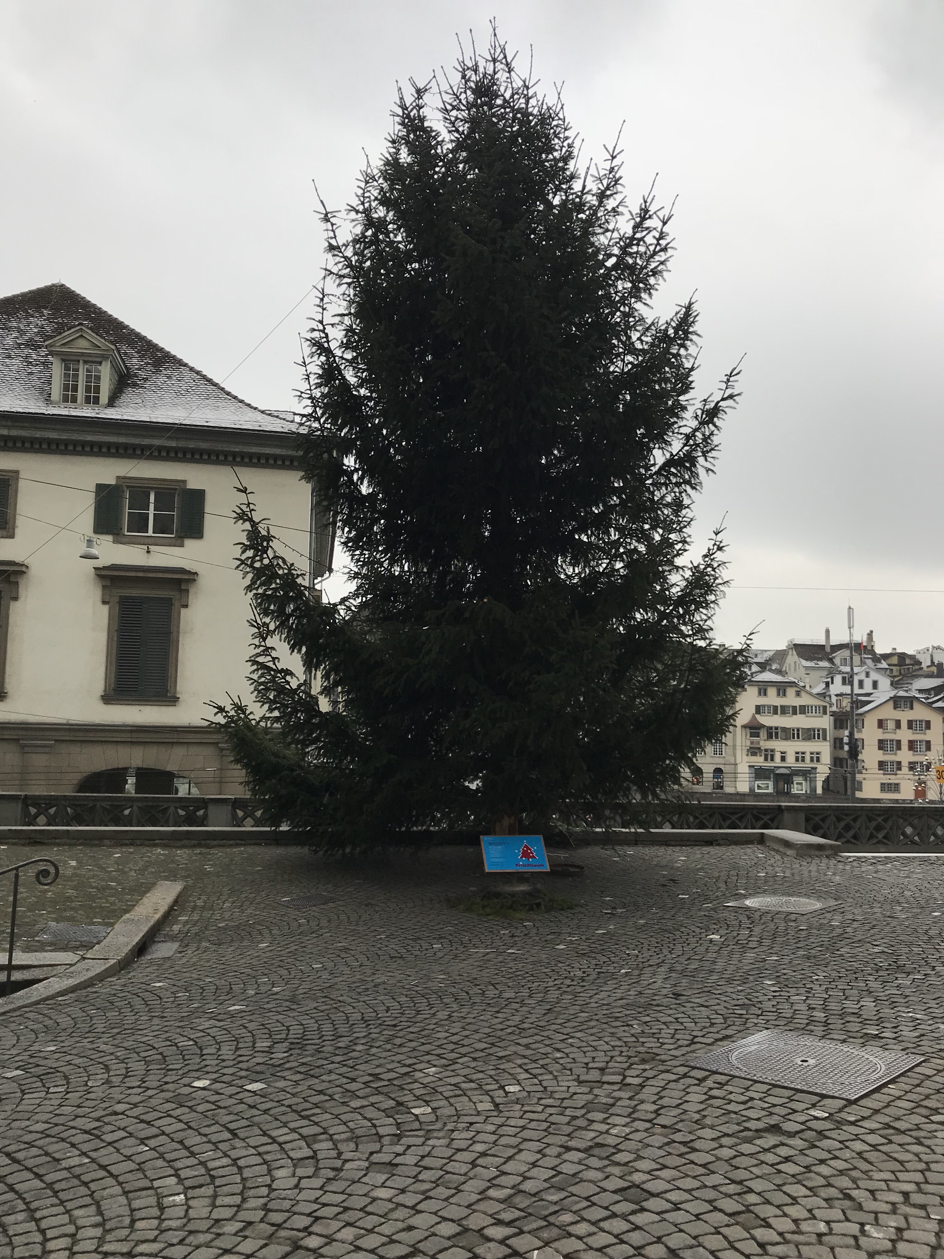 Unlit, massive Christmas tree in the back streets of Zurich.